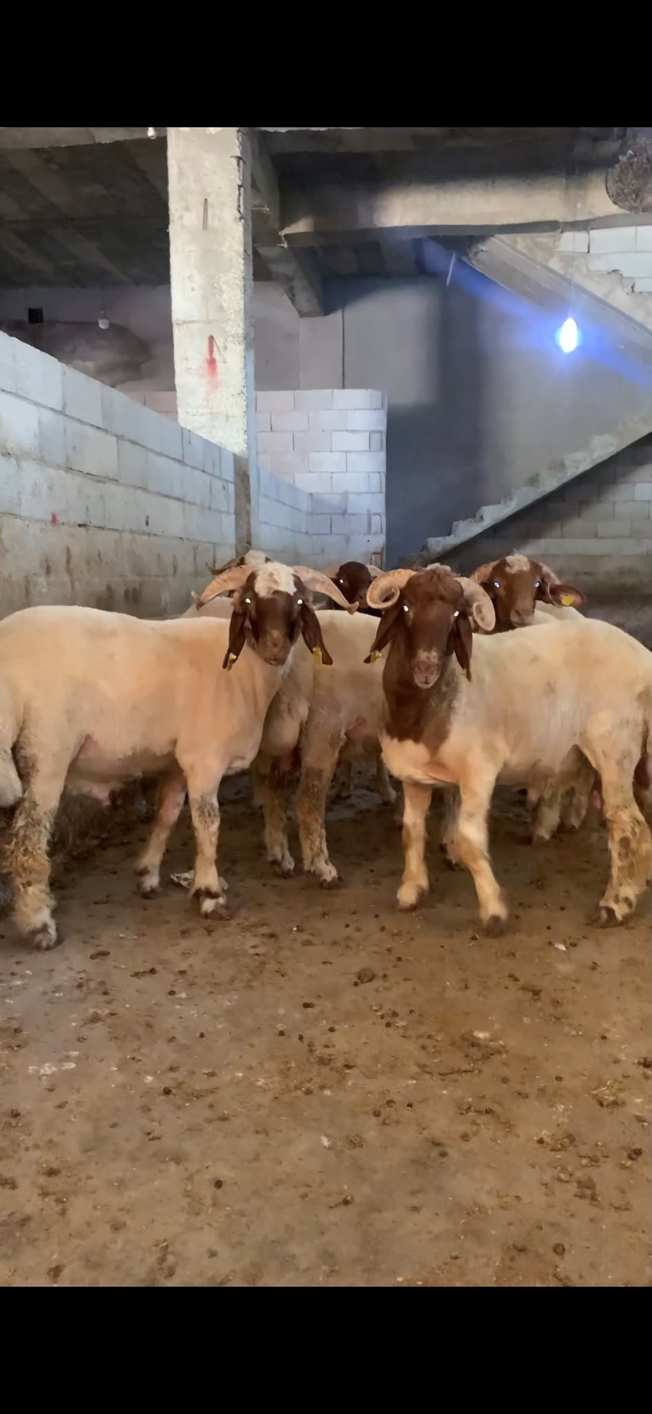 Ağılda duran kahverengi başlı koçlar